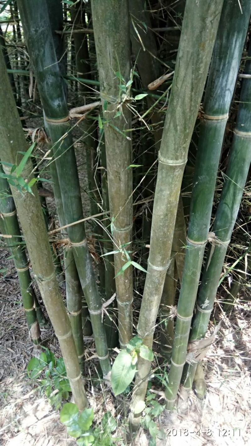 绿竹8~9m