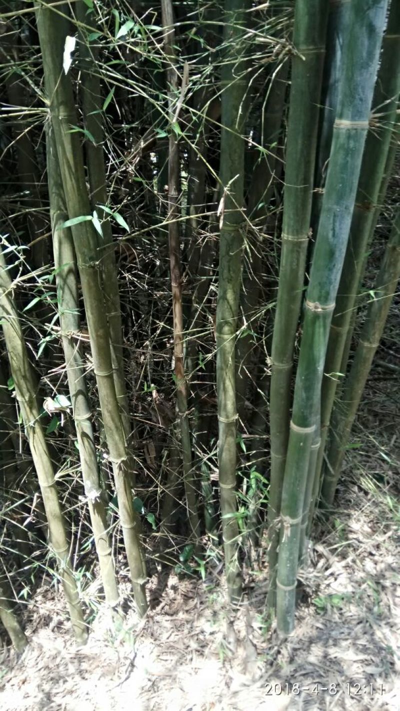 绿竹8~9m