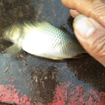 湘云鲫