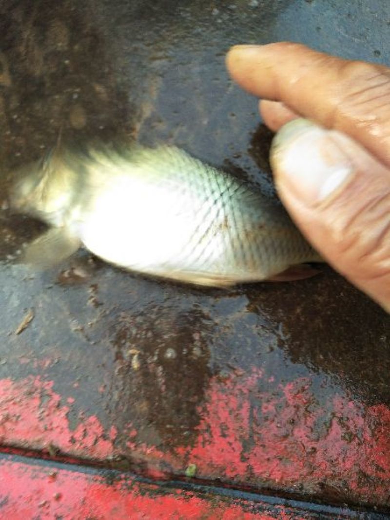湘云鲫