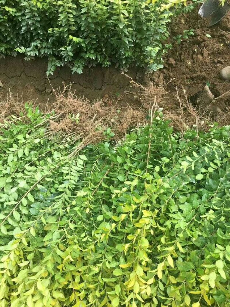 金叶女贞床苗工程苗