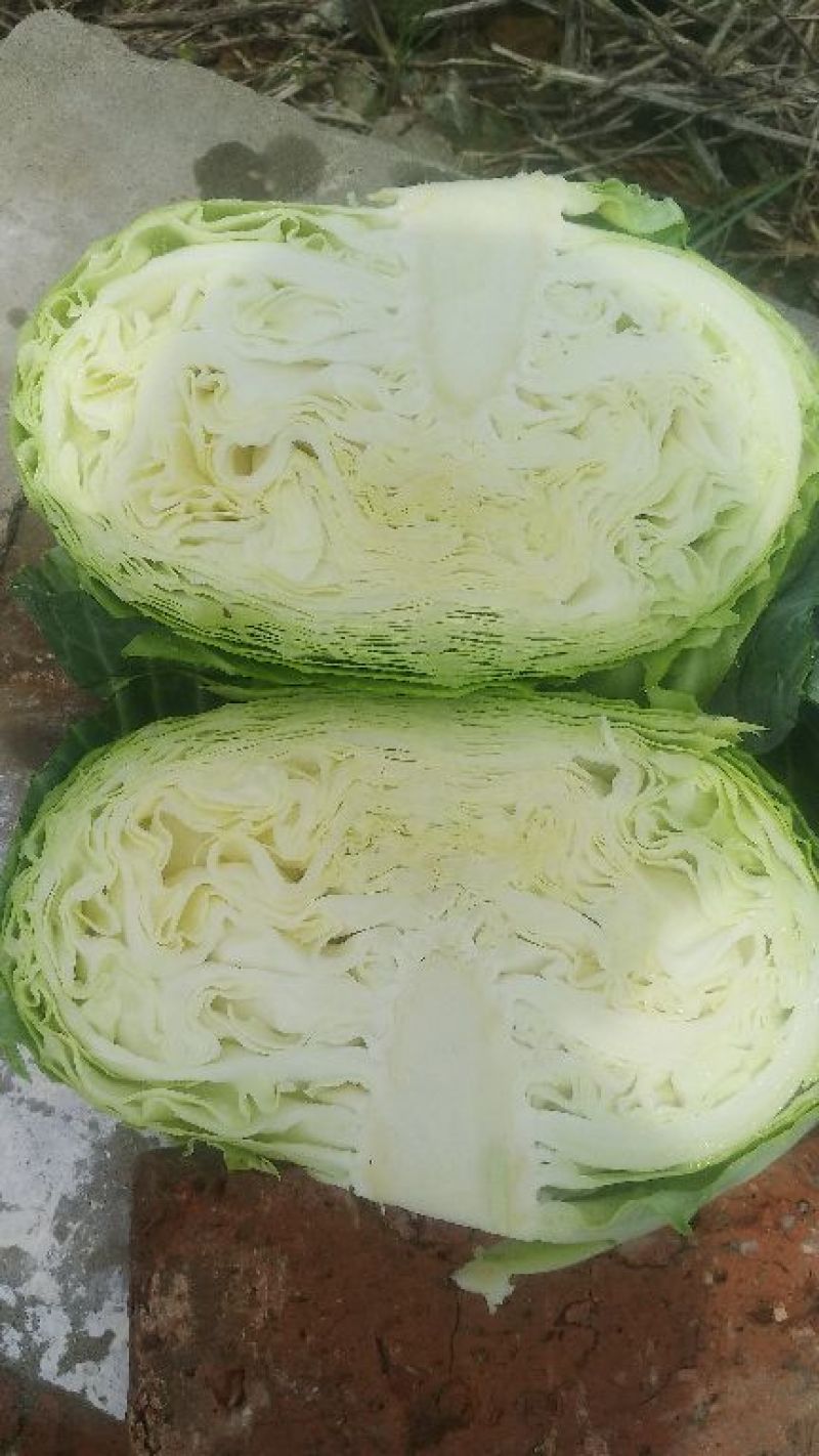 奥奇娜，甘蓝，扁包，脱水蔬菜，加工厂货，长期供应