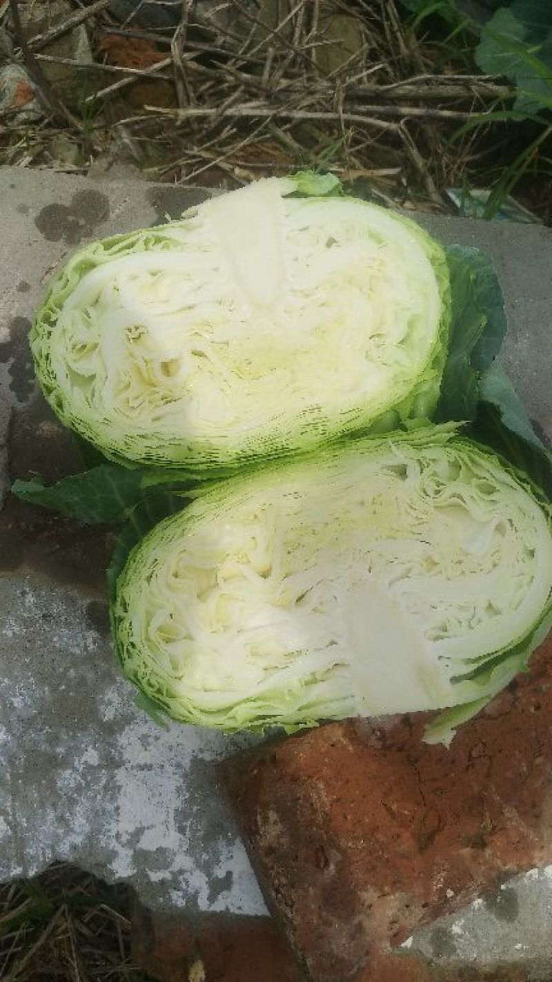 奥奇娜，甘蓝，扁包，脱水蔬菜，加工厂货，长期供应