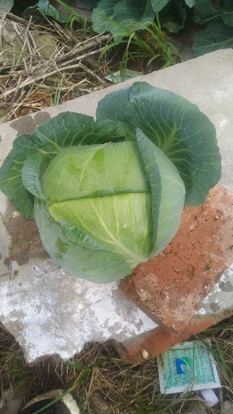 奥奇娜，甘蓝，扁包，脱水蔬菜，加工厂货，长期供应