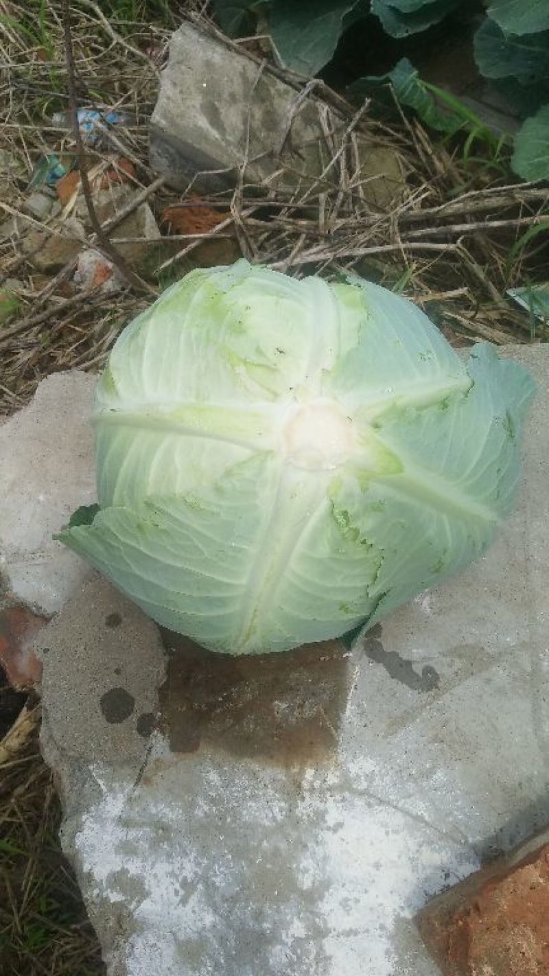 奥奇娜，甘蓝，扁包，脱水蔬菜，加工厂货，长期供应