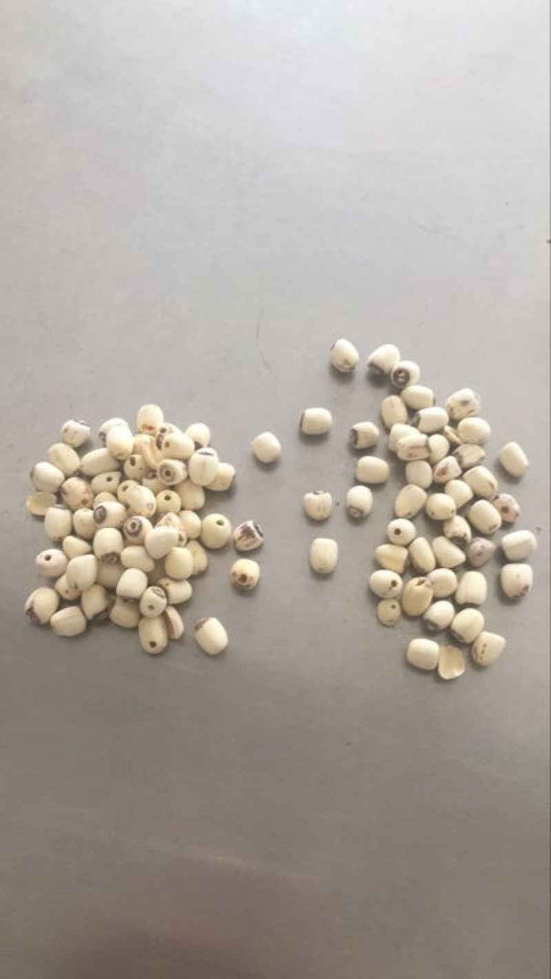 白莲子二级干莲子，厂家直销，保质保量，量大价优