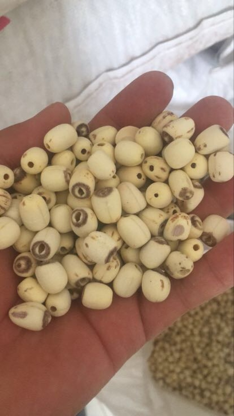 白莲子二级干莲子，厂家直销，保质保量，量大价优