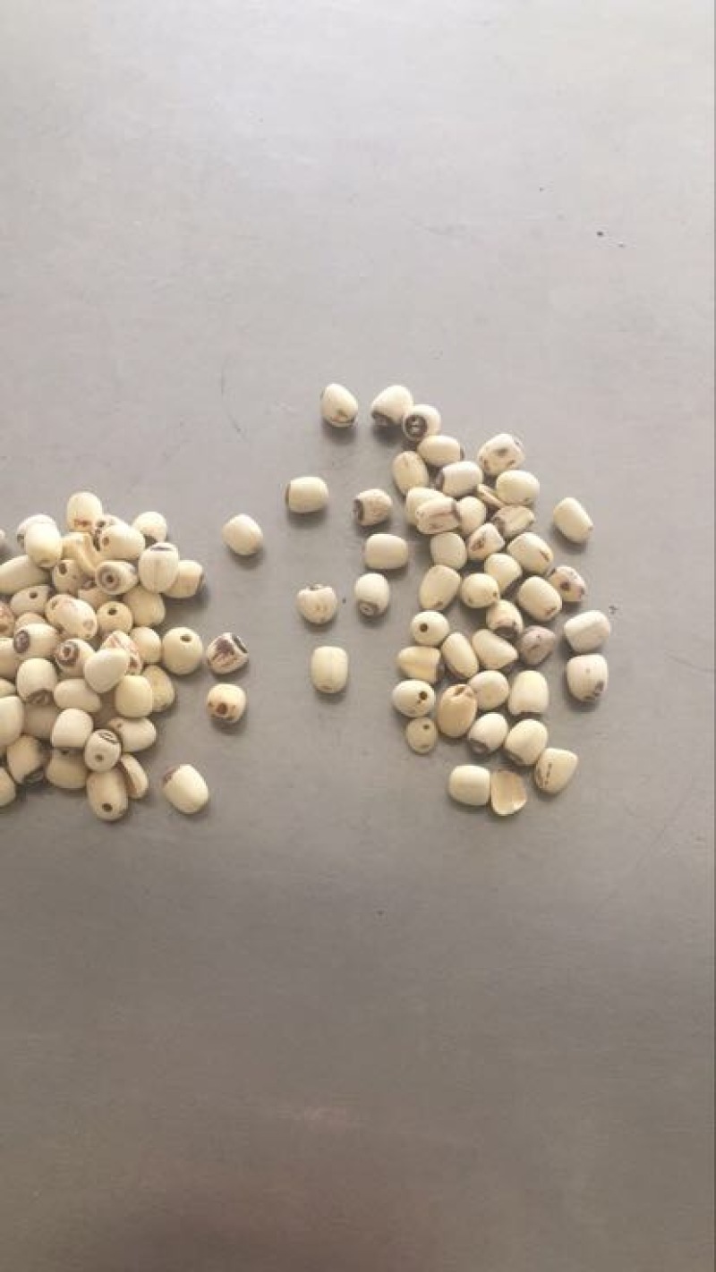 白莲子二级干莲子，厂家直销，保质保量，量大价优