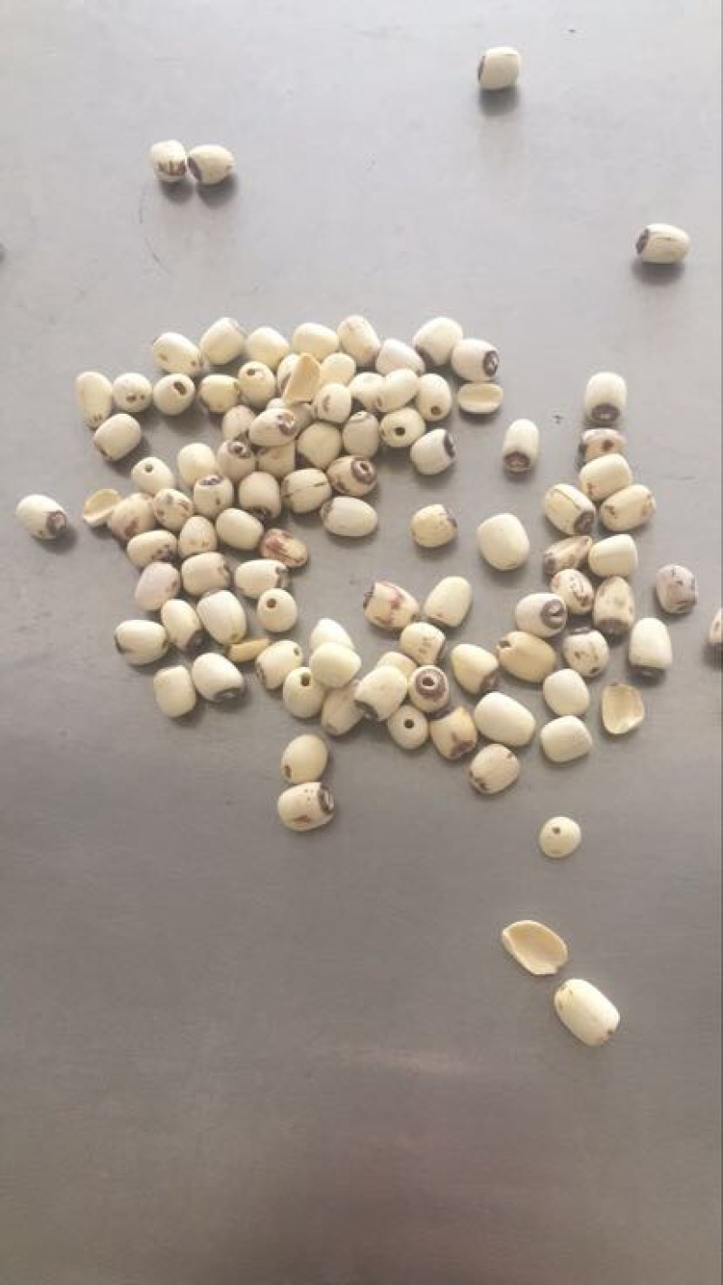 白莲子二级干莲子，厂家直销，保质保量，量大价优