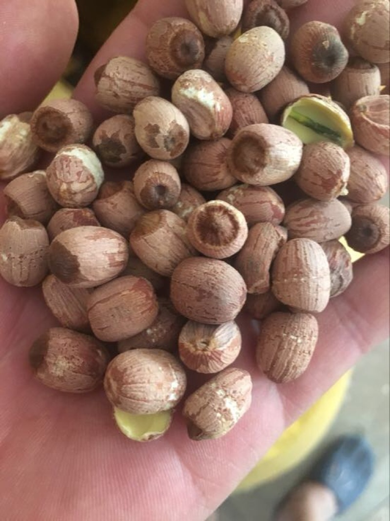 白莲子二级干莲子，厂家直销，保质保量，量大价优