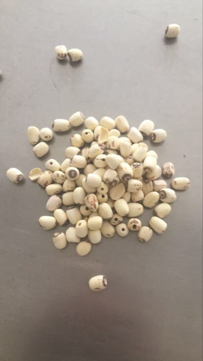白莲子二级干莲子，厂家直销，保质保量，量大价优