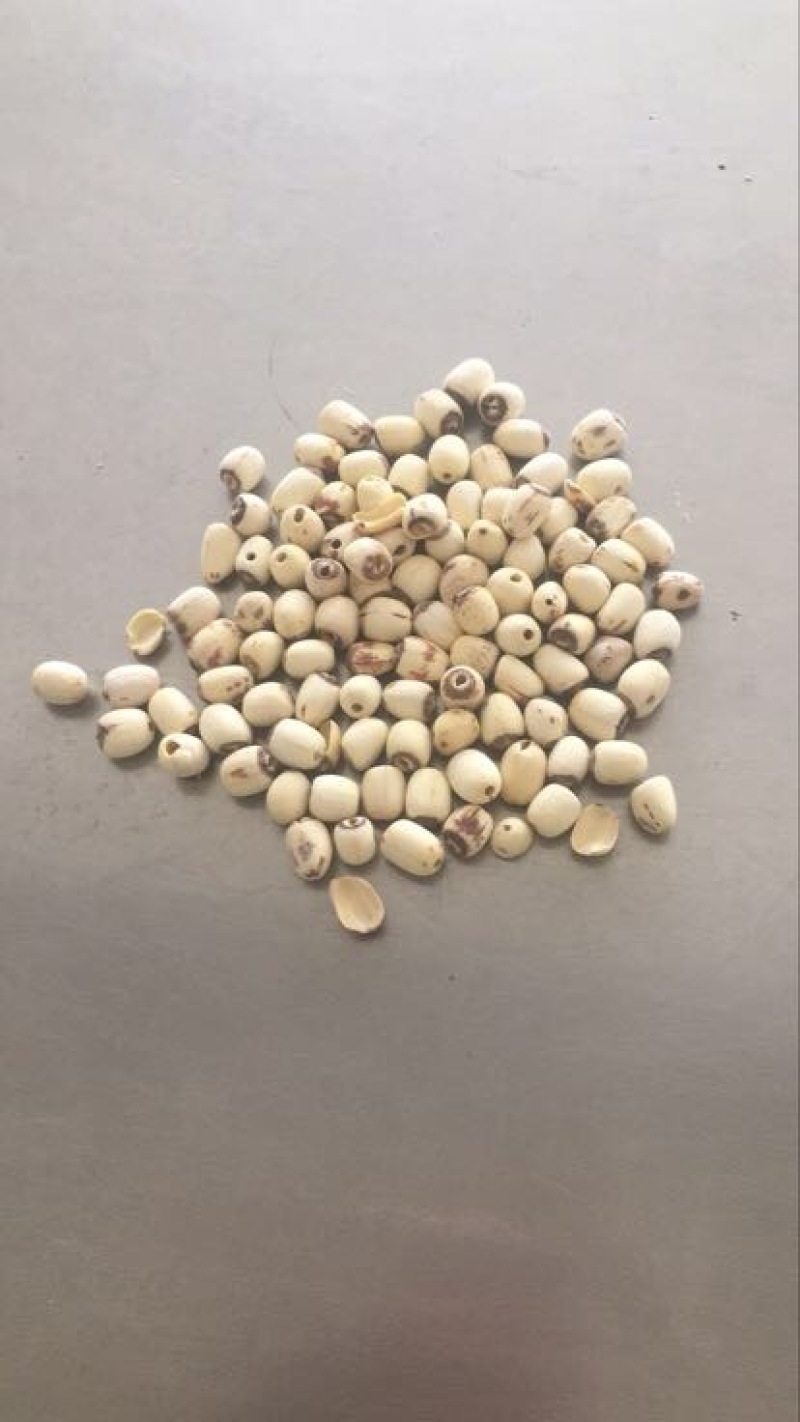 白莲子二级干莲子，厂家直销，保质保量，量大价优