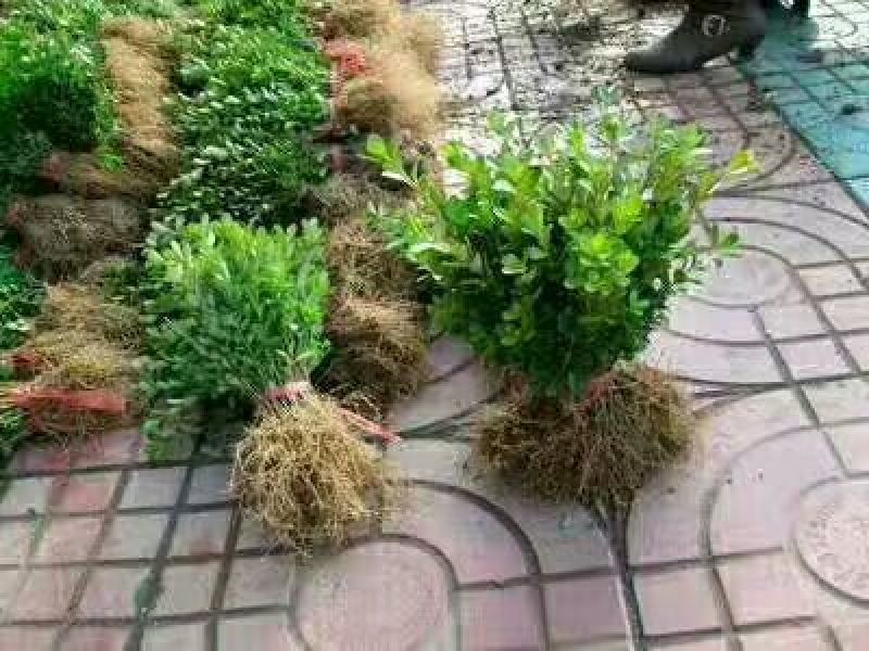 黄杨床苗工程苗