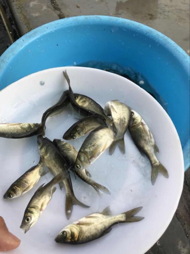 花鲢鱼苗
