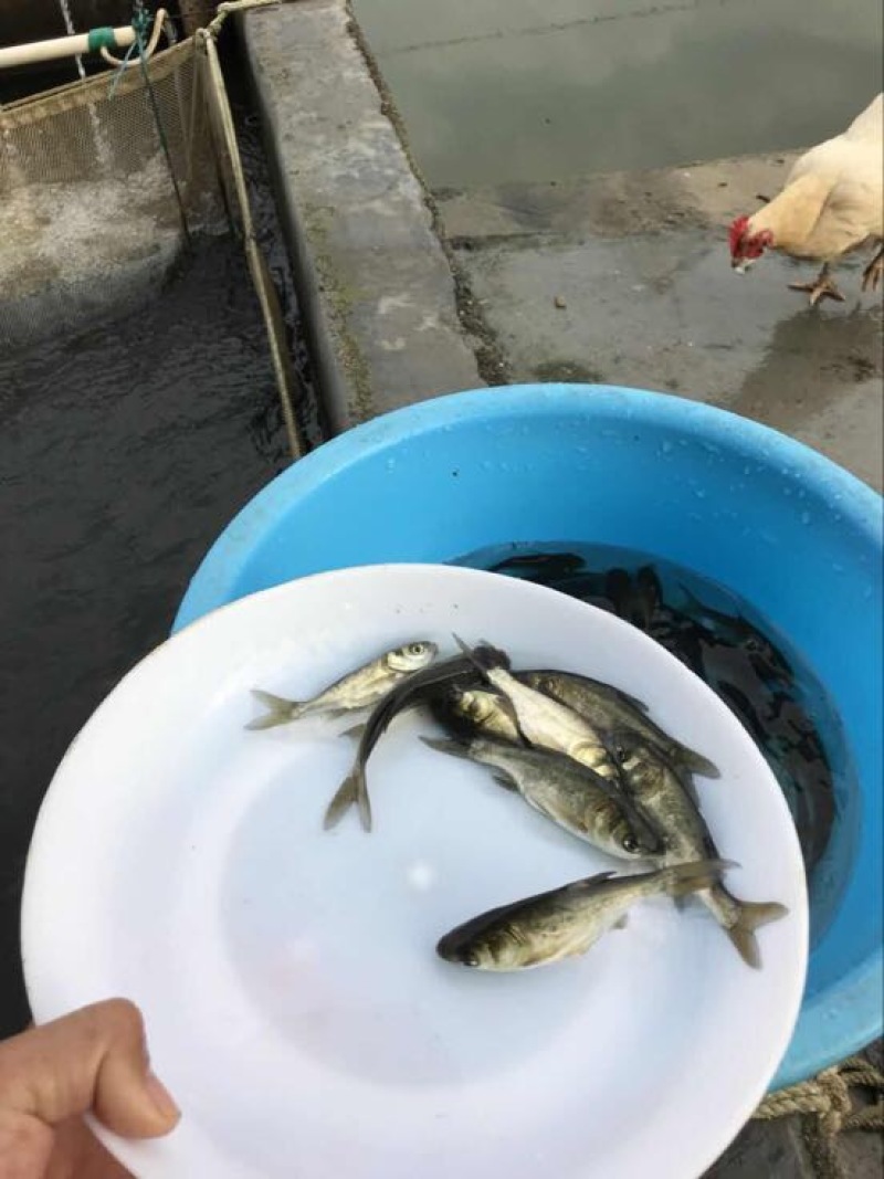 花鲢鱼苗