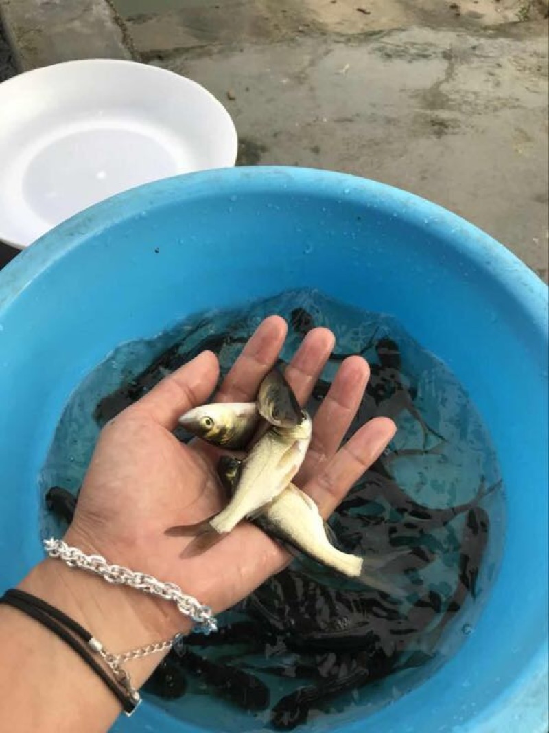花鲢鱼苗