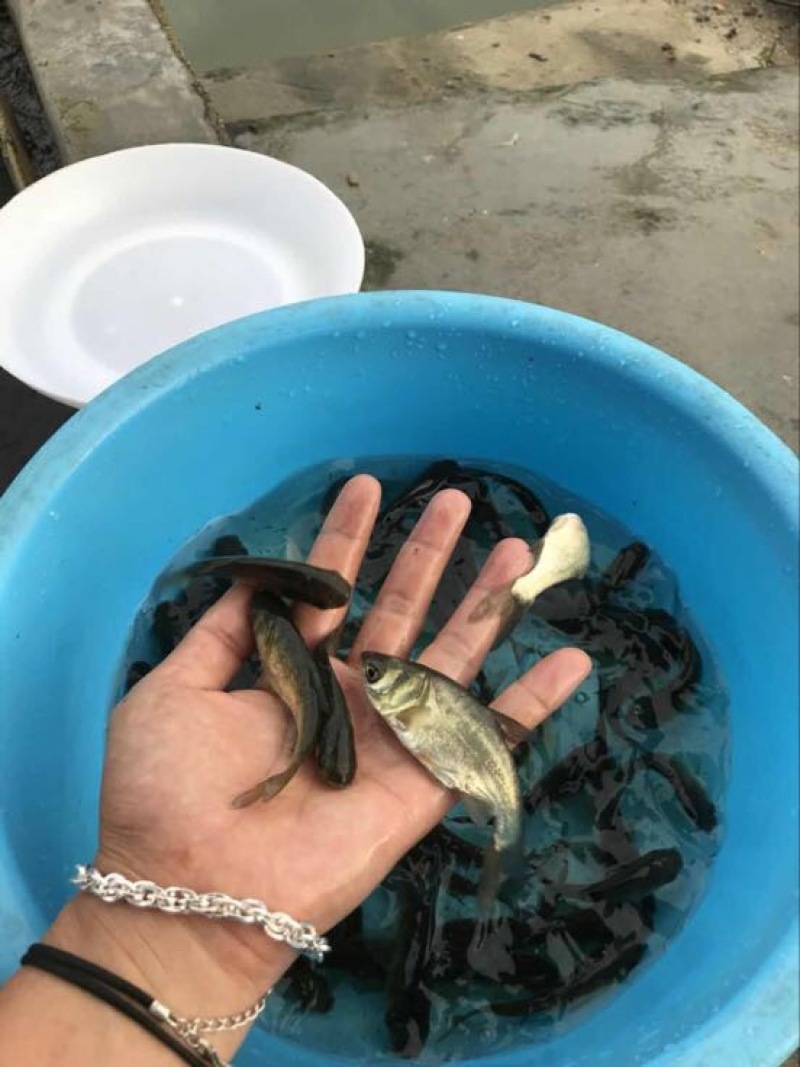 花鲢鱼苗