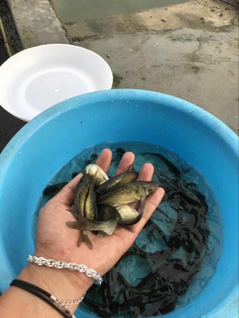 花鲢鱼苗