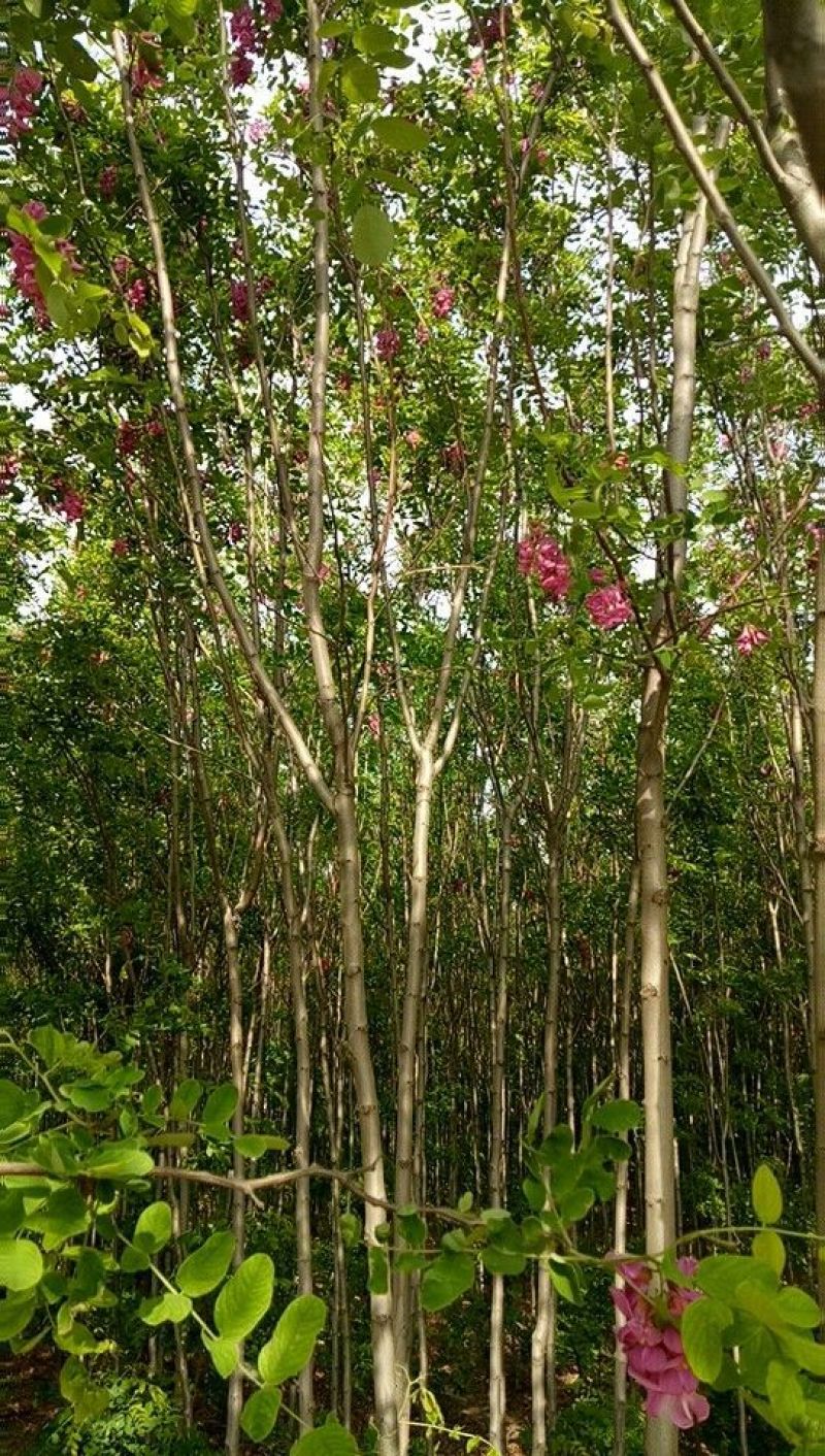 香花槐2~3米4~6cm4cm以下