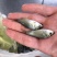 银鲫鱼苗,中科三号鲫鱼苗,中科五号鲫鱼苗,湘云鲫鱼苗