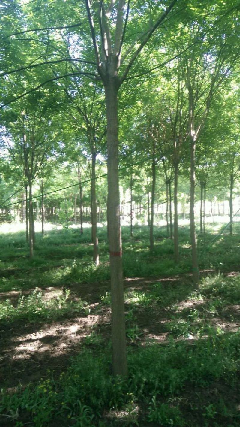 国槐3米以上8~10cm8~10cm