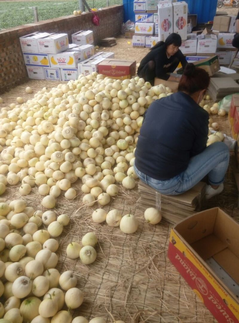 甜瓜新乐市甜瓜4月份大量上市欢迎新老客户前来选购随到随装