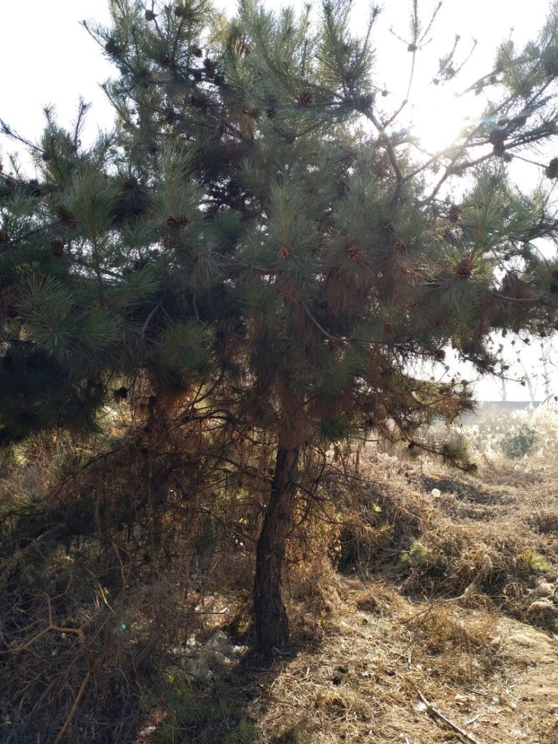 油松4米以上12~14cm12~14cm