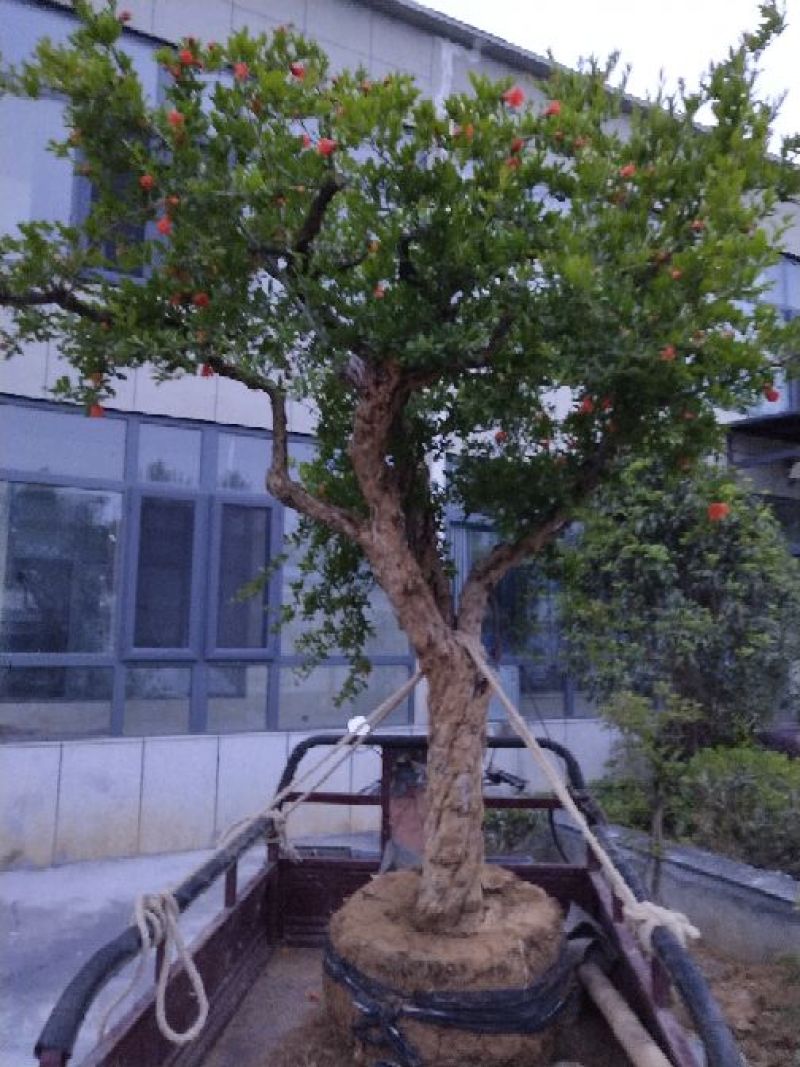 石榴盆景园林