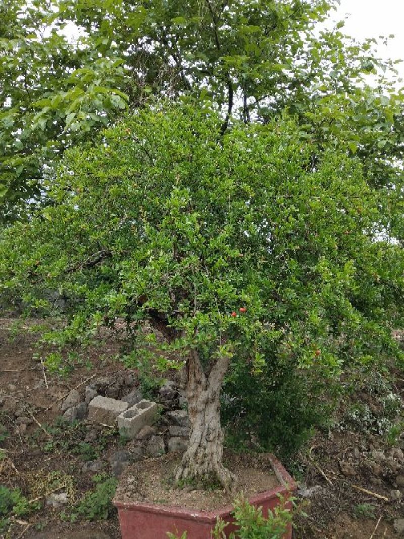 石榴盆景园林