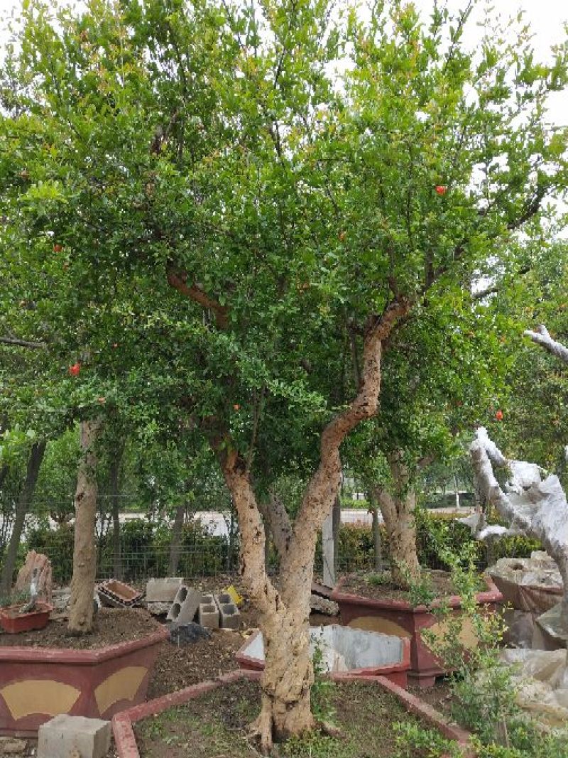 石榴盆景园林