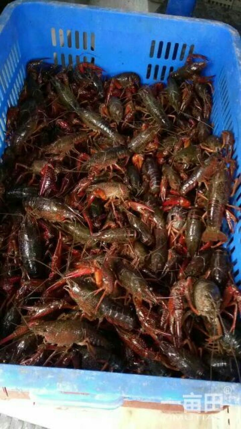 龙虾13~15只/kg