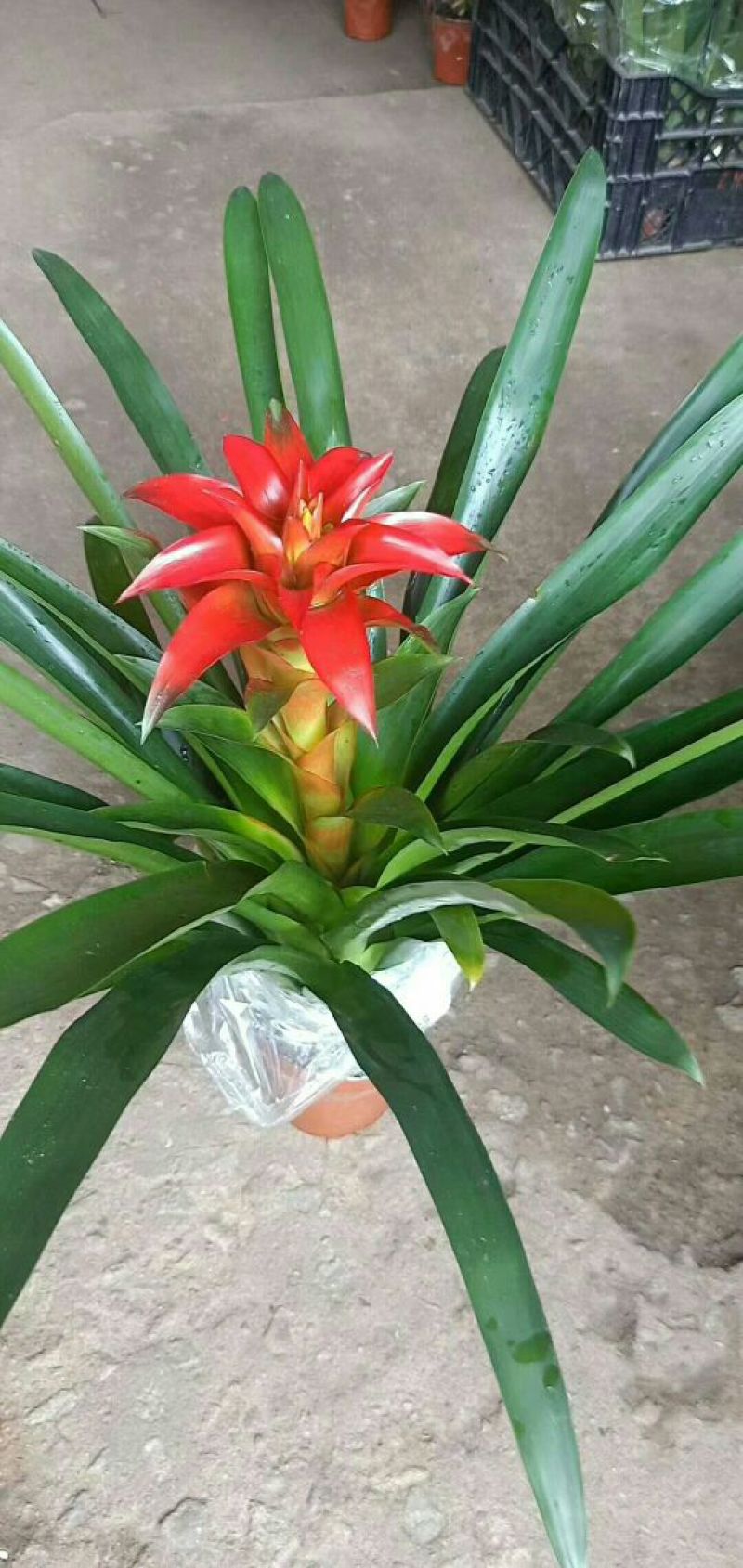 丹尼斯盆栽