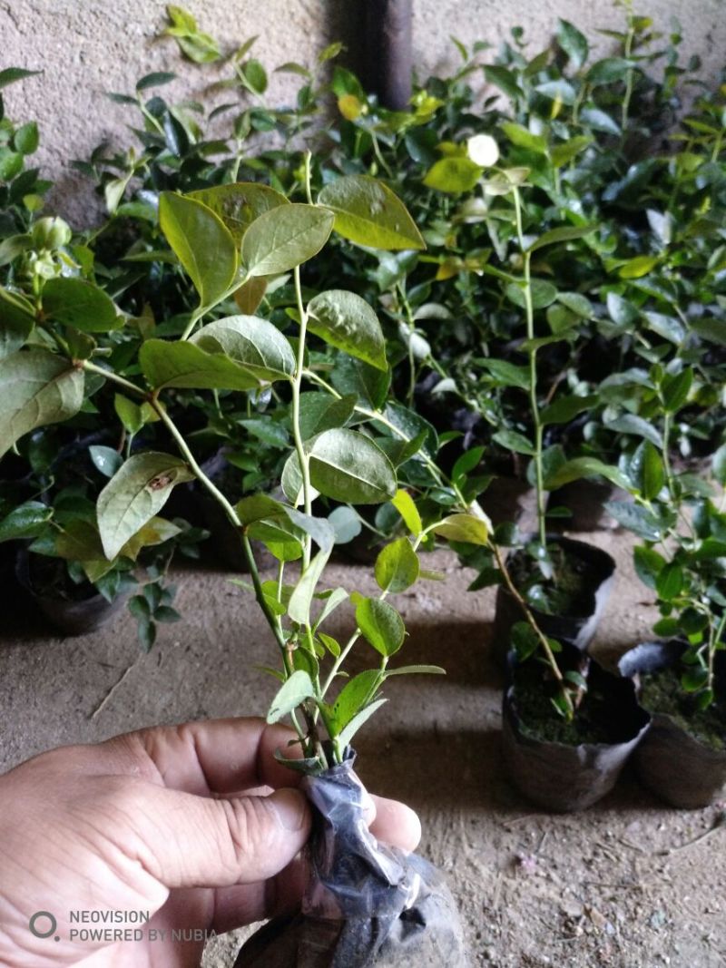 蓝莓苗两年莱克西蓝莓苗高度30公分以上