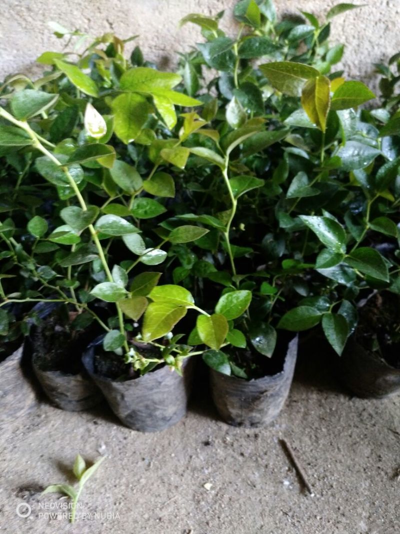 蓝莓苗两年莱克西蓝莓苗高度30公分以上