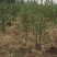 烟富8号苹果树苗150cm以上