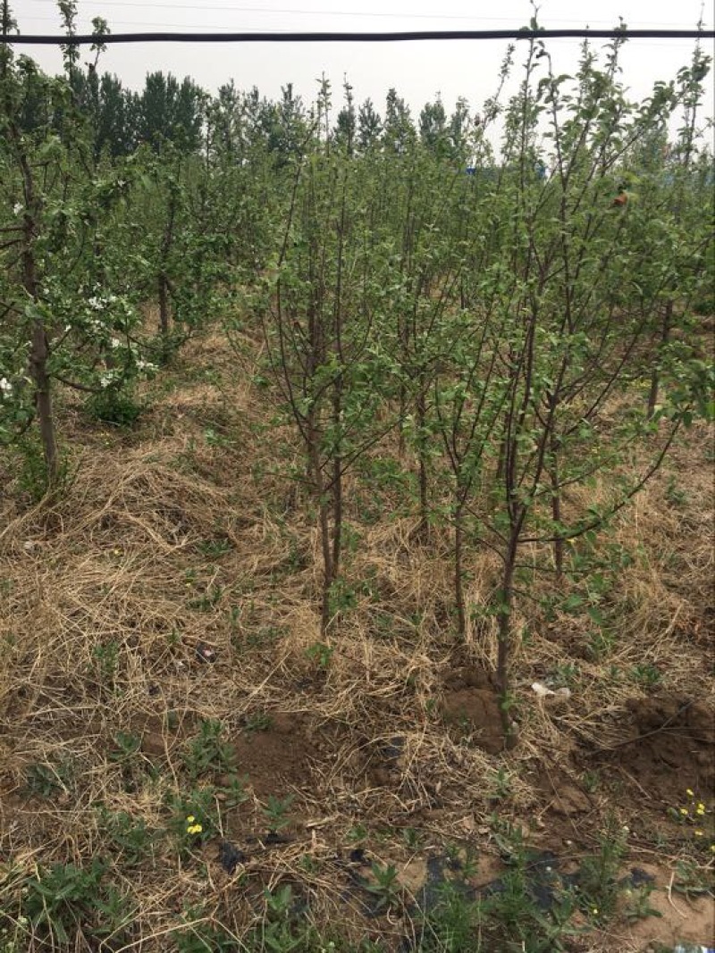烟富8号苹果树苗150cm以上