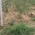 烟富8号苹果树苗150cm以上