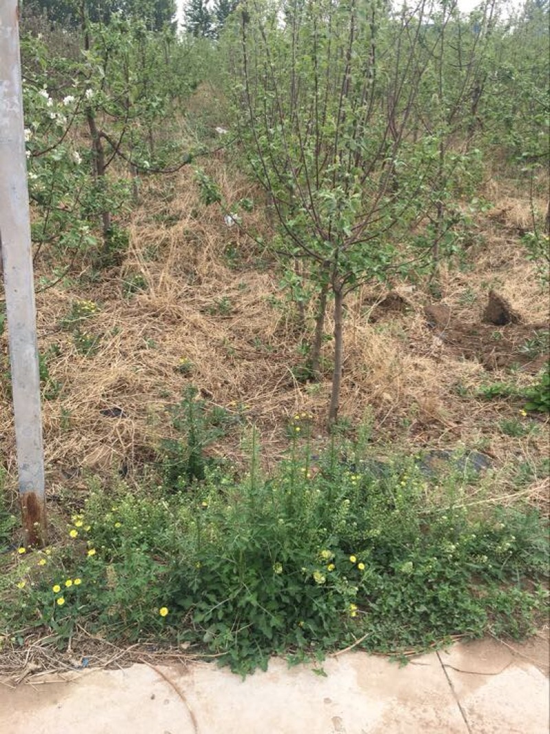 烟富8号苹果树苗150cm以上