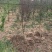 烟富8号苹果树苗150cm以上