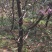烟富8号苹果树苗150cm以上