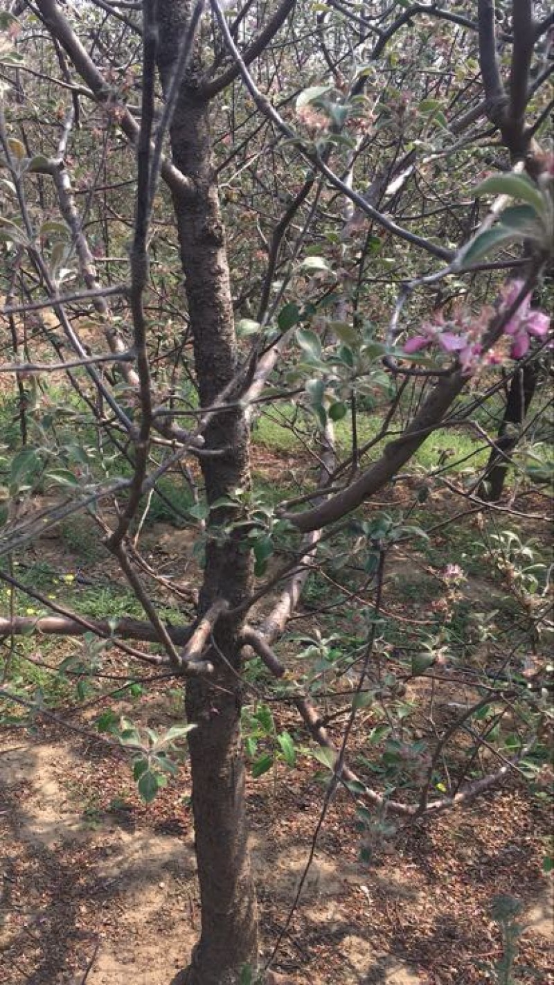 烟富8号苹果树苗150cm以上