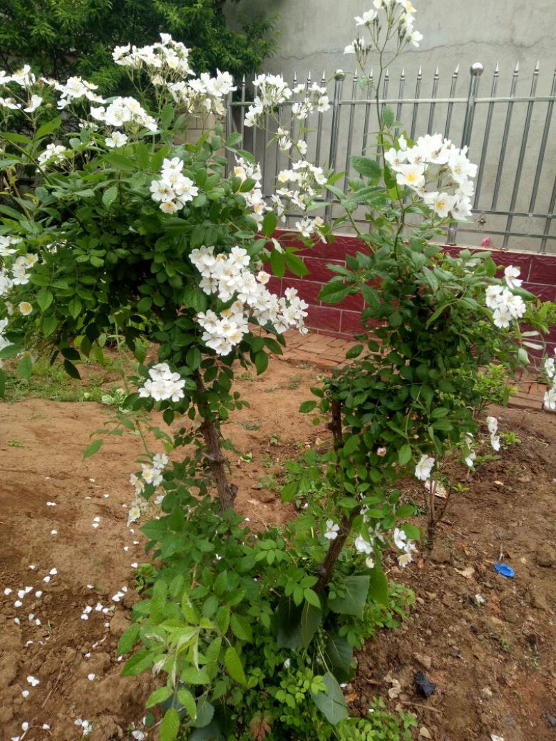 墙薇爬墙梅农户直销零售批发-庭院做花墙花架用或园林绿化