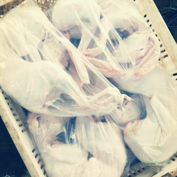 汤皮兔肉兔4斤至7斤净重出售全国供应