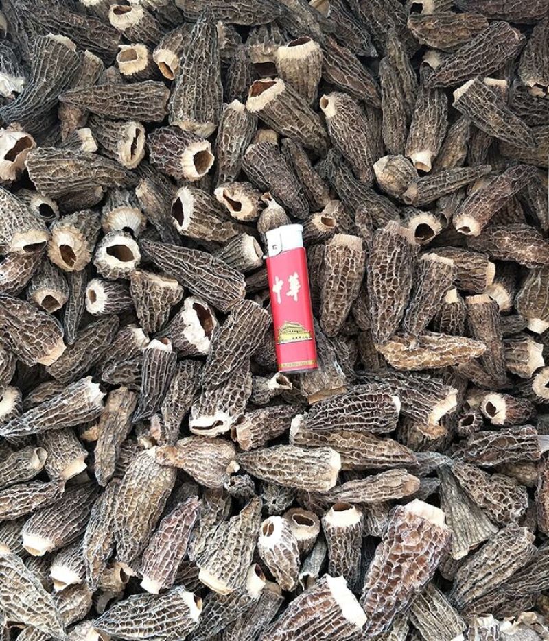 羊肚菌头茬产地一手货源批发零售