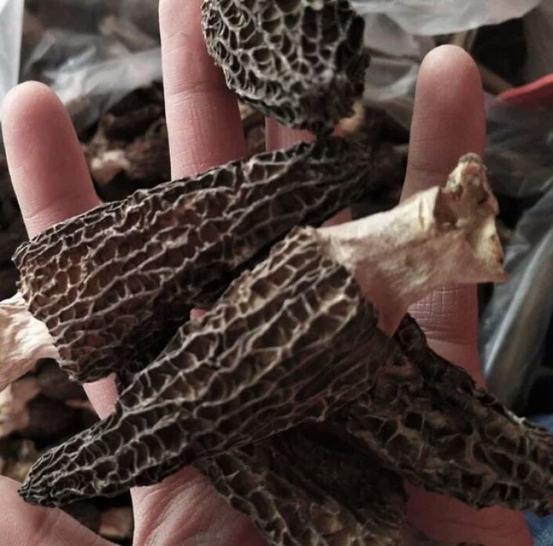 羊肚菌头茬产地一手货源批发零售