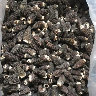 羊肚菌头茬产地一手货源批发零售
