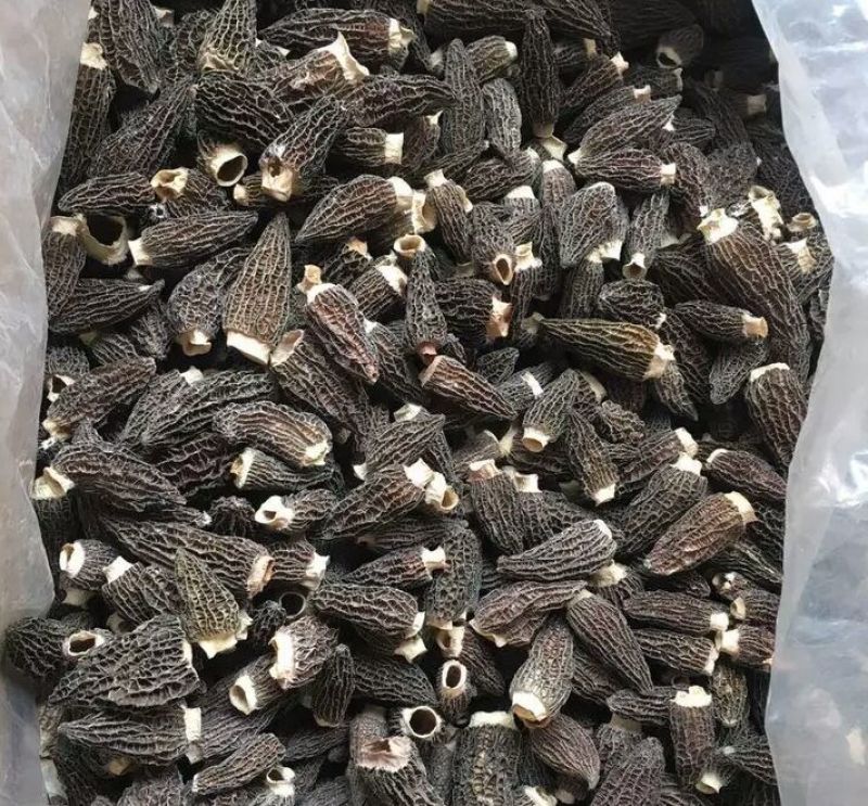 羊肚菌头茬产地一手货源批发零售