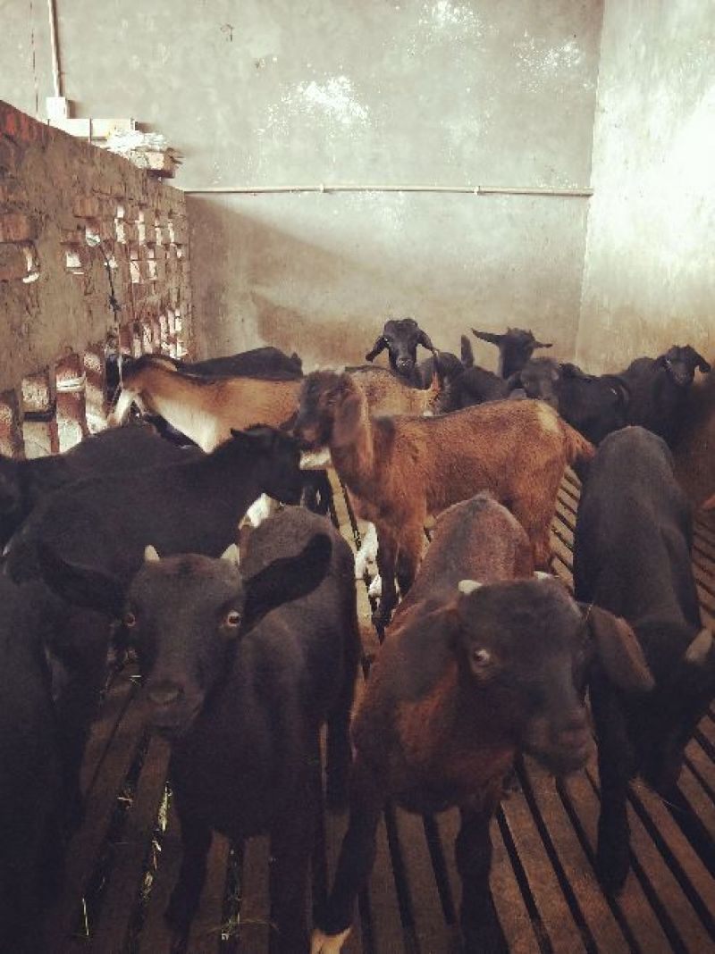 羊仔30斤以下