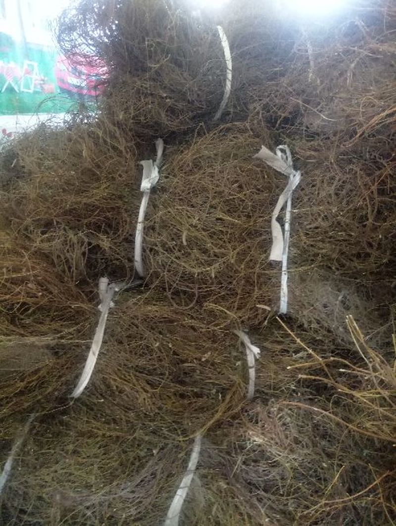 鸡骨草供应种子包回收