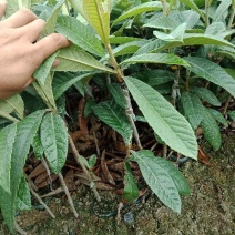 枇杷树苗20~30cm